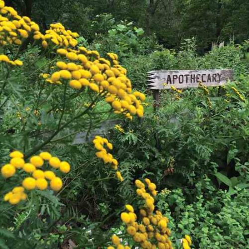 The Medicinal Herb Garden